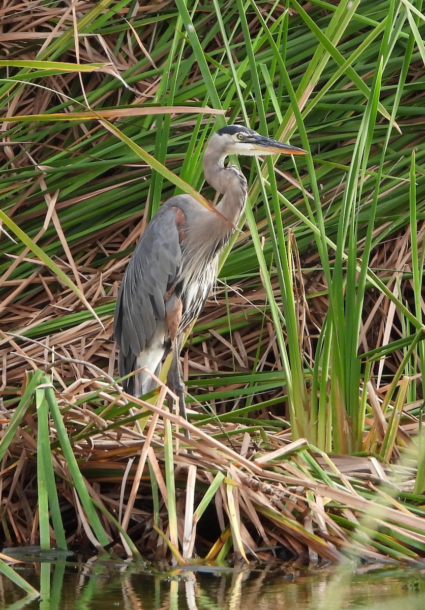 Great Blue Heron - Cisca  Rusch