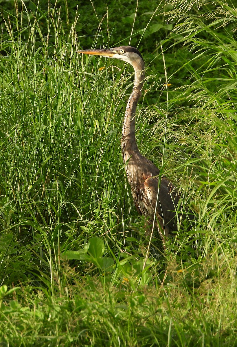 Great Blue Heron - ML513538391