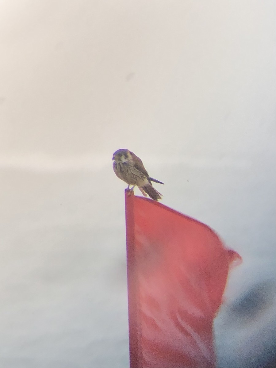 American Kestrel - ML513541151