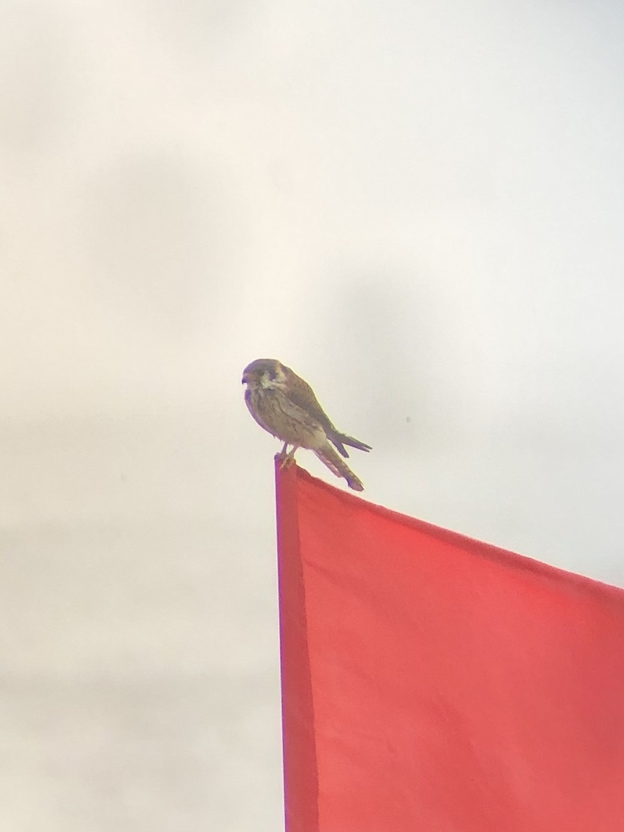 American Kestrel - ML513541161