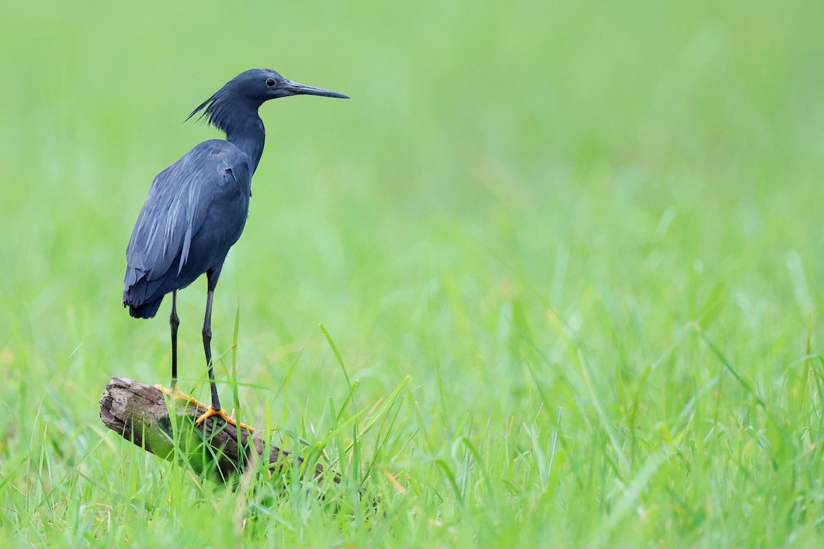 Black Heron - ML513541191