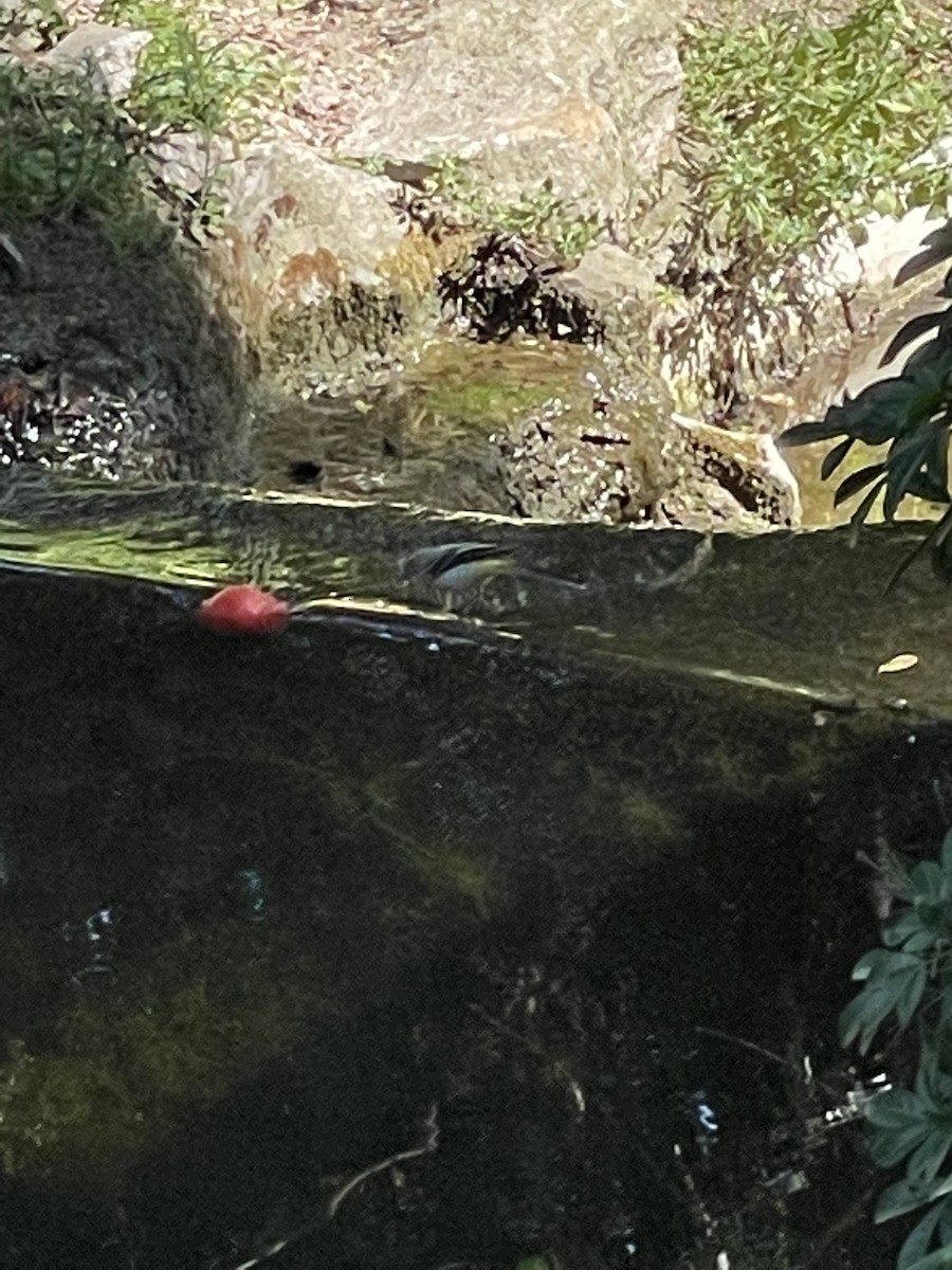 Gray Wagtail - ML513541361