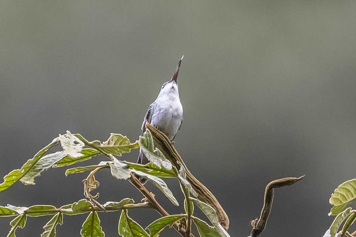 Green-and-white Hummingbird - ML513541541