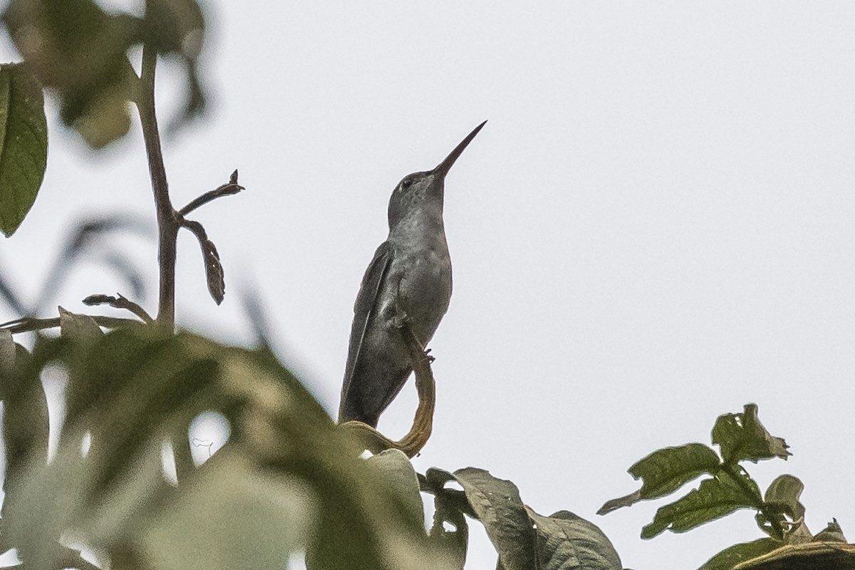 Green-and-white Hummingbird - ML513541551