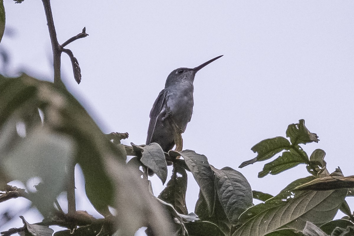 Green-and-white Hummingbird - ML513541561