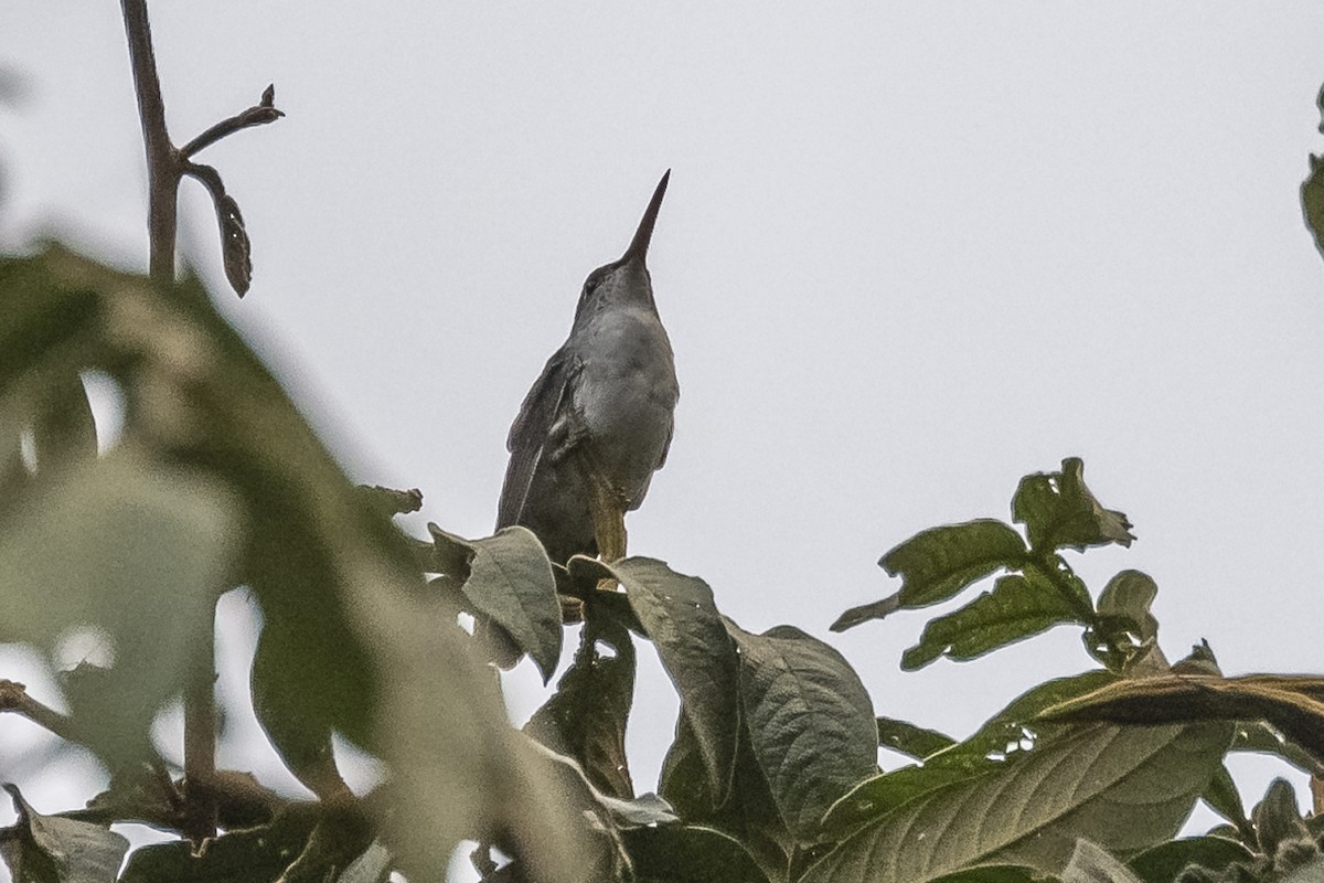 Green-and-white Hummingbird - ML513541571