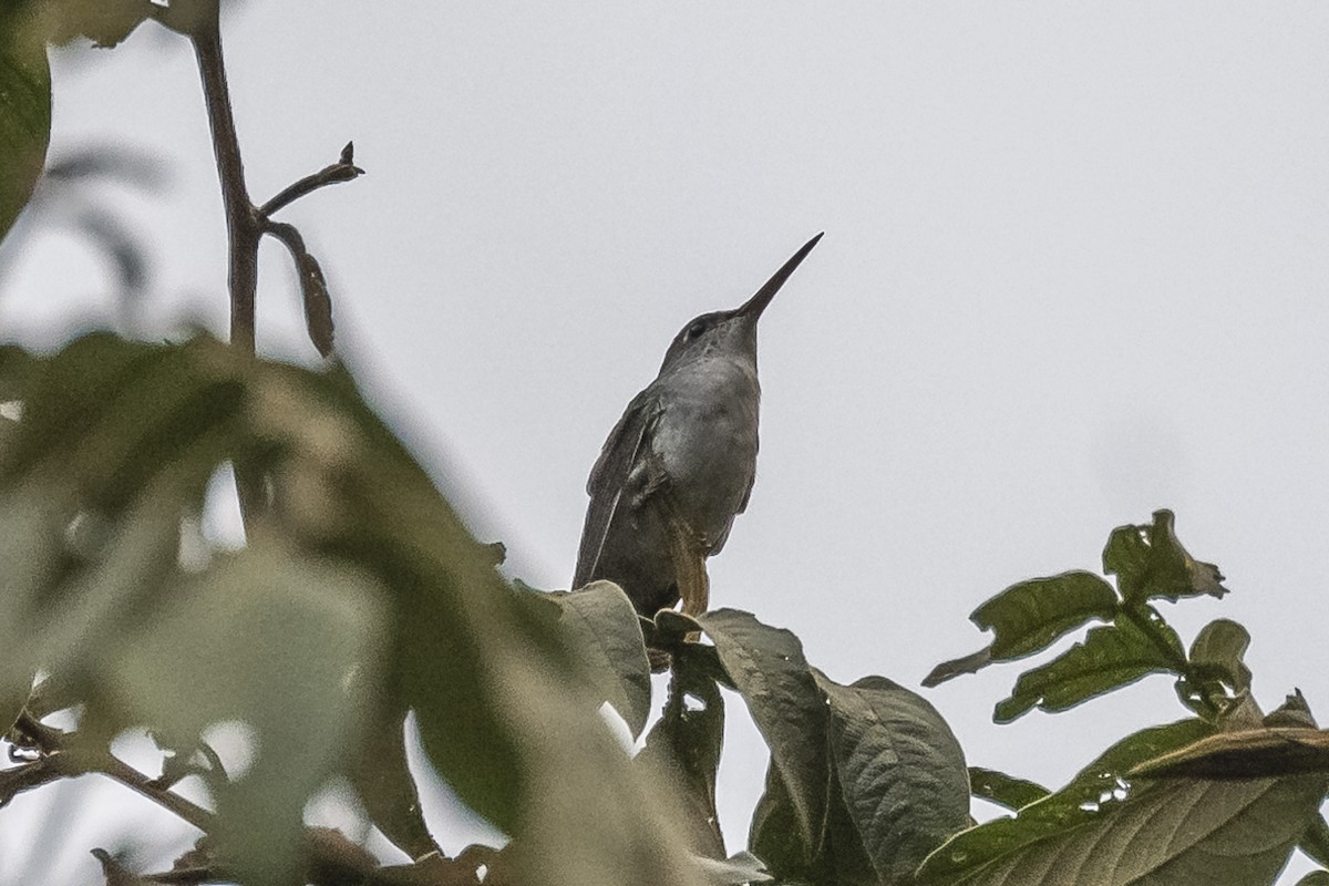 Green-and-white Hummingbird - ML513541581