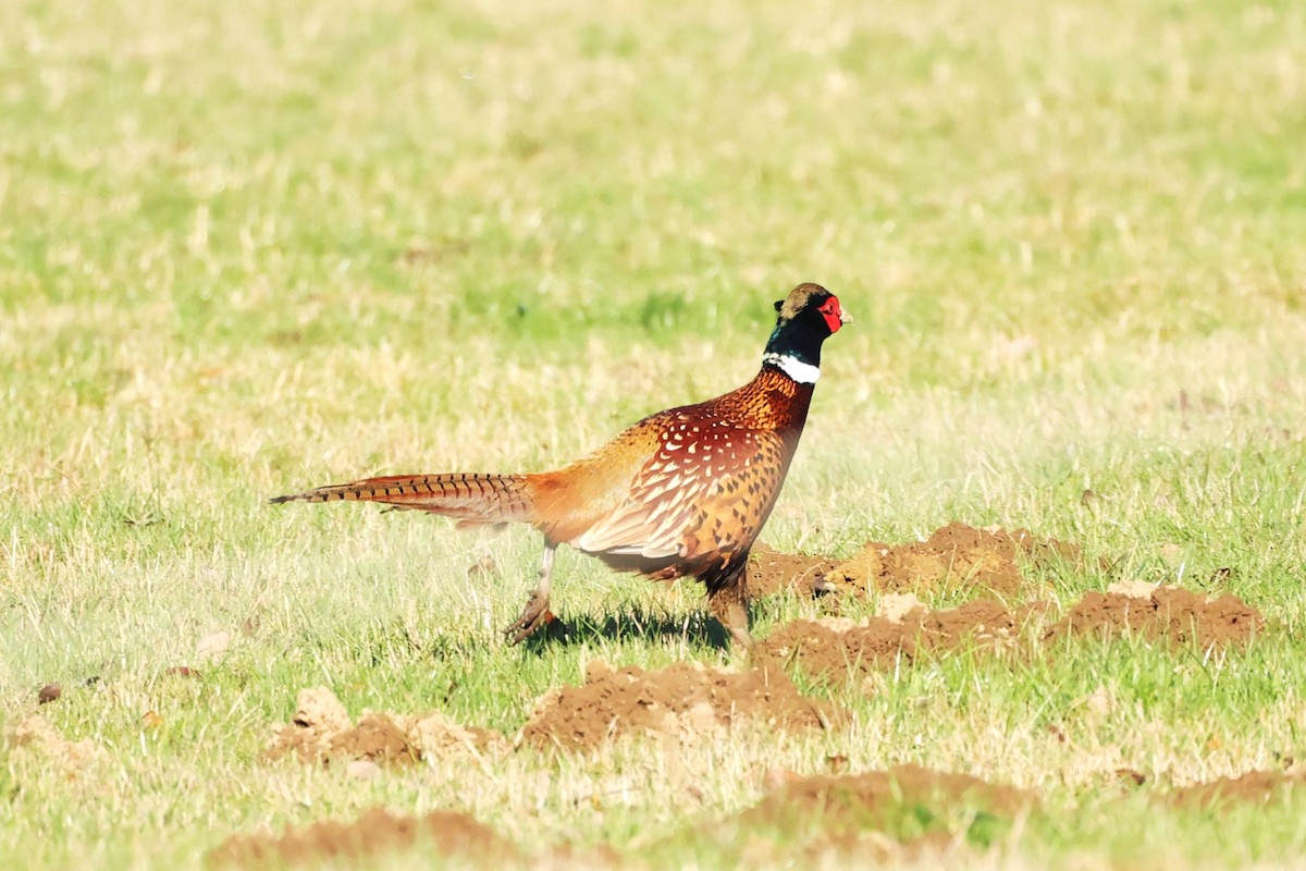 Ring-necked Pheasant - ML513542371