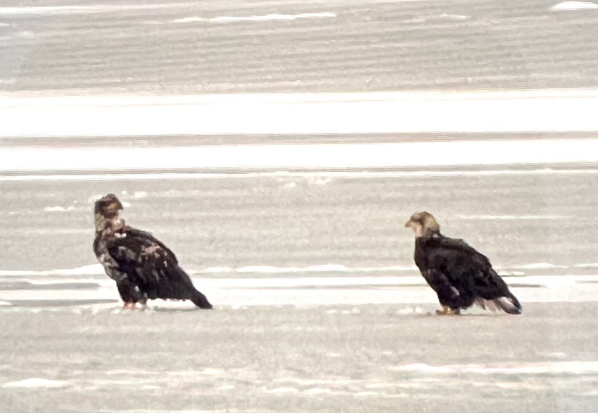 Bald Eagle - ML513543661