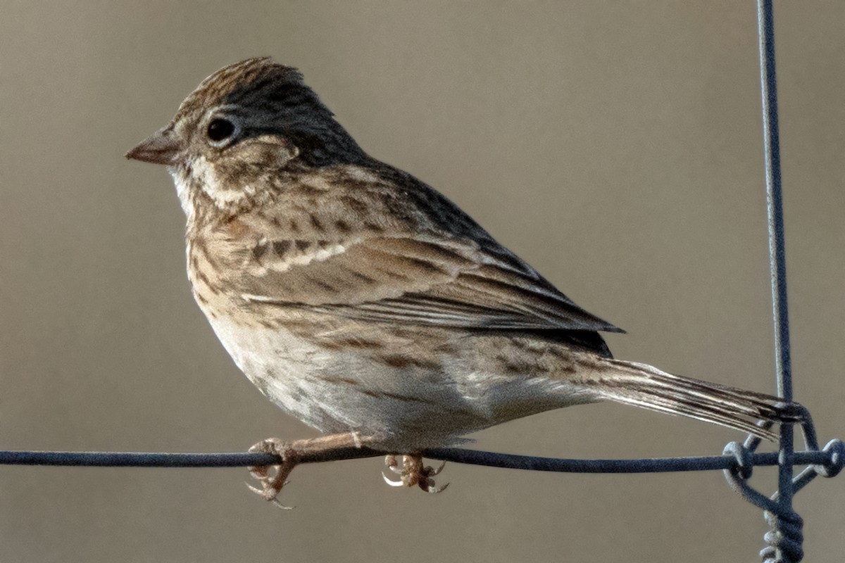 Vesper Sparrow - Dale Bargmann