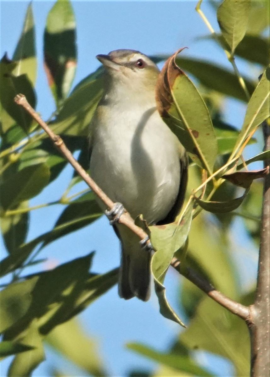 Vireo Ojirrojo - ML513544561