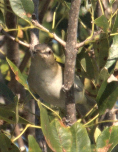 Red-eyed Vireo - Clay Taylor