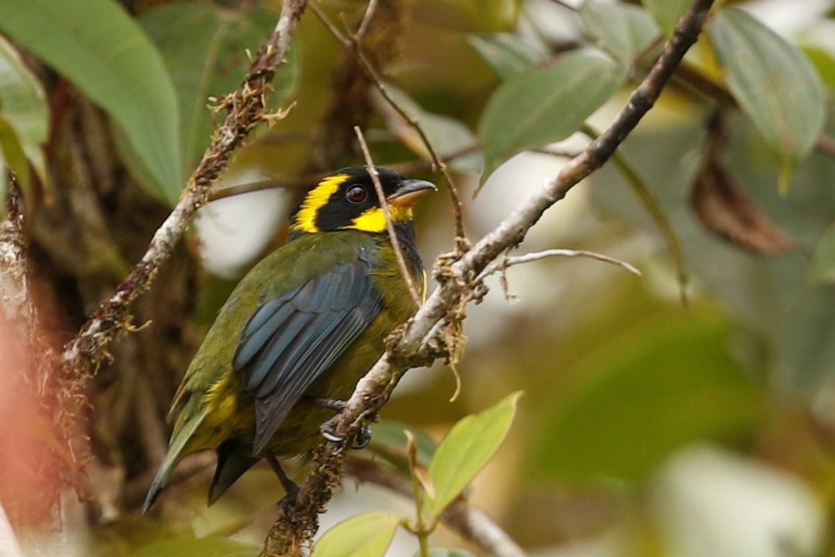 Gold-ringed Tanager - ML513546191