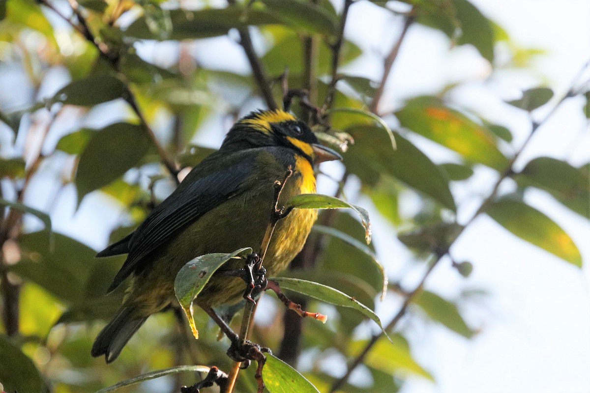 Gold-ringed Tanager - ML513546201