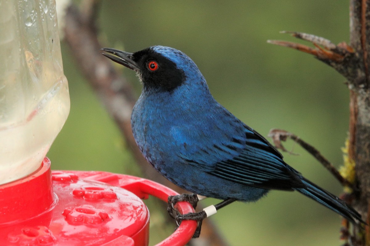 Masked Flowerpiercer - ML513546231