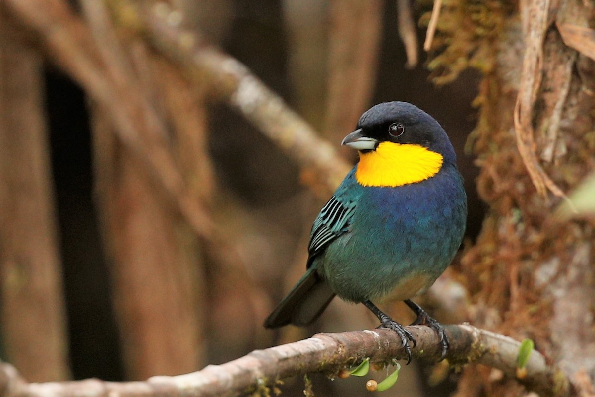 Purplish-mantled Tanager - ML513546391