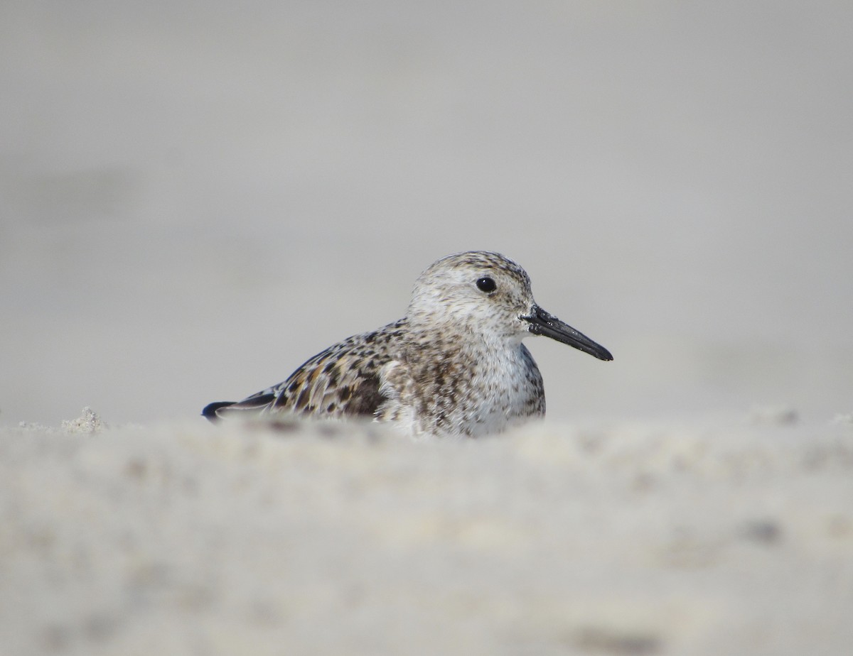 Bécasseau sanderling - ML51354671