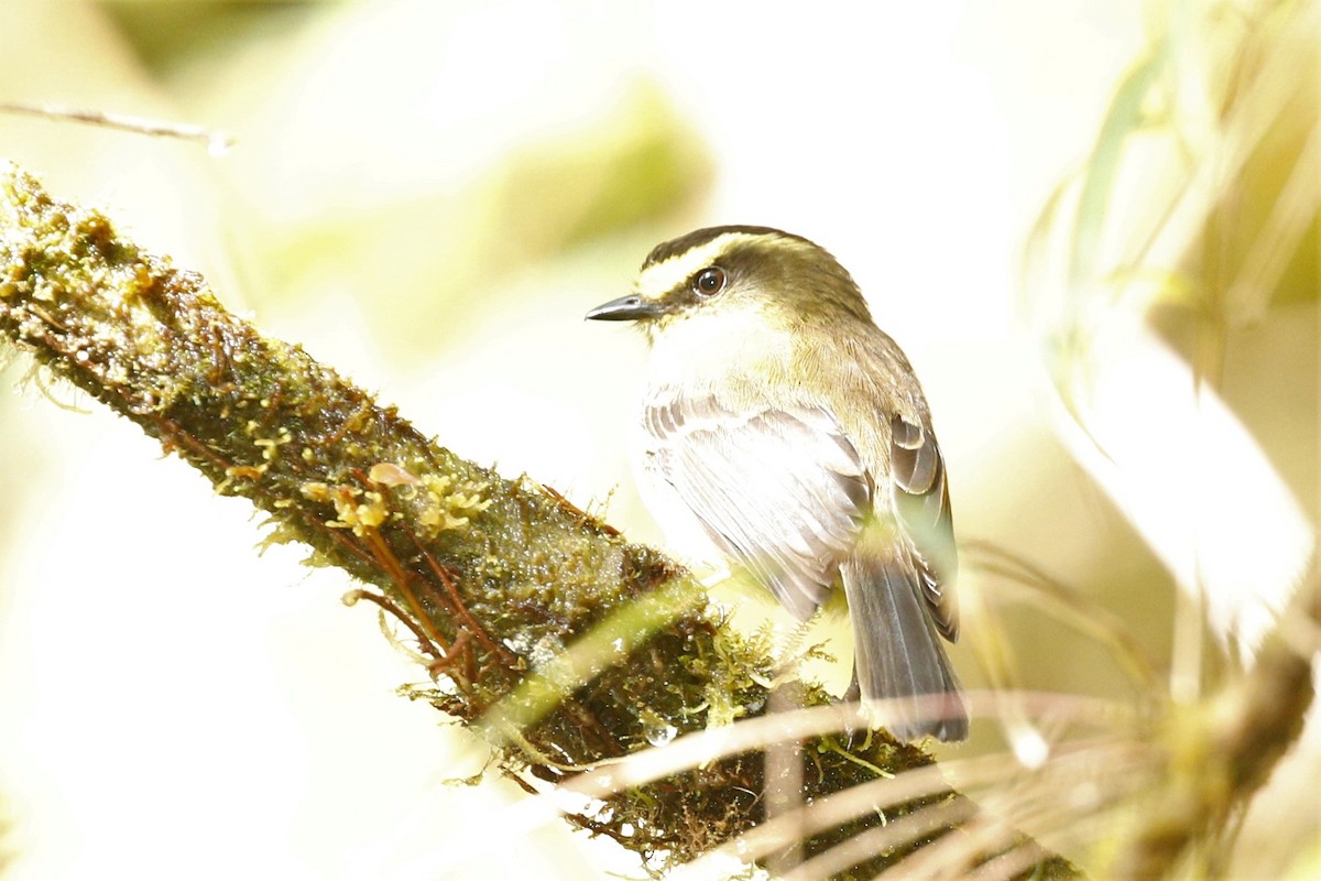 Yellow-bellied Chat-Tyrant - ML513547301