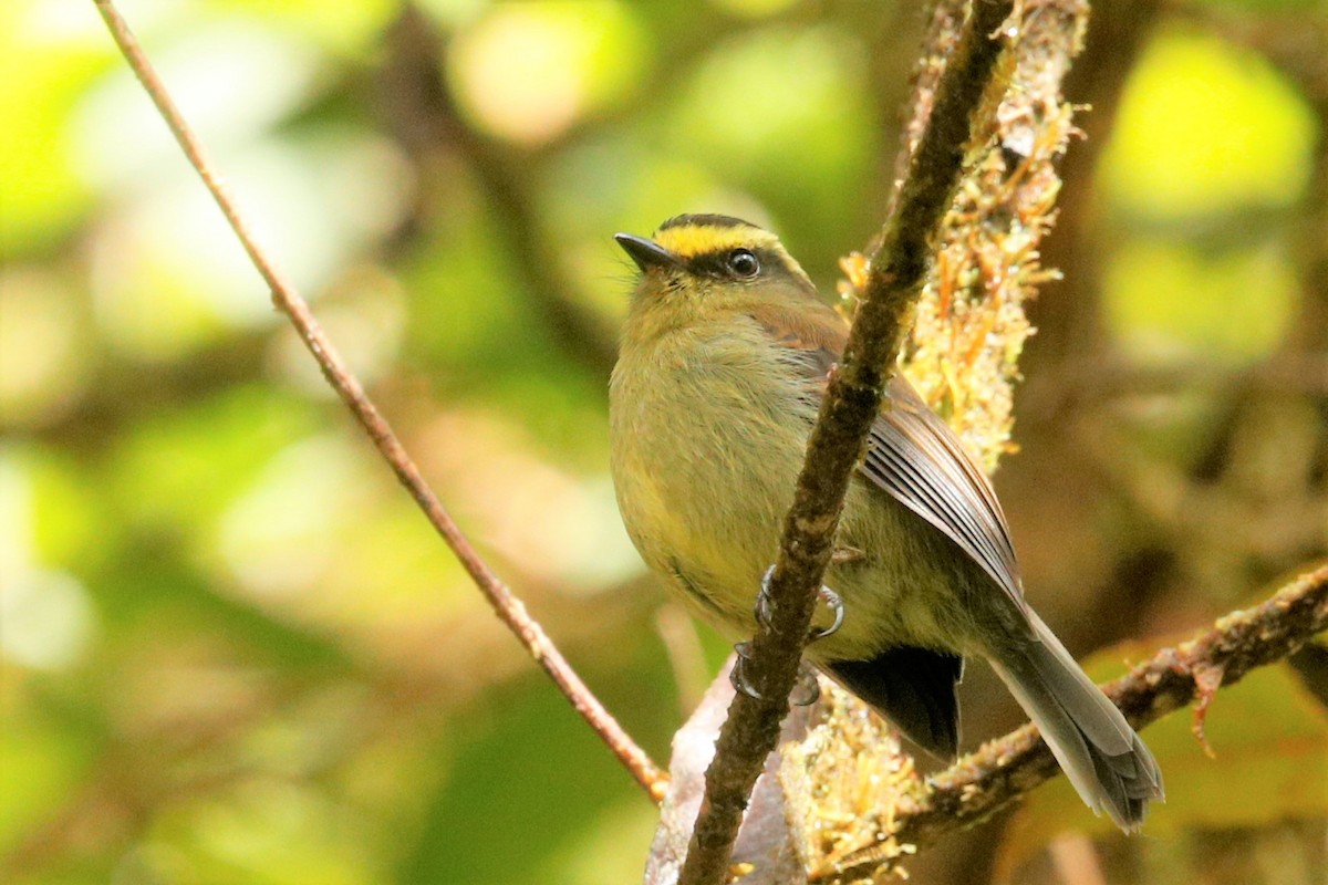 Yellow-bellied Chat-Tyrant - ML513547311