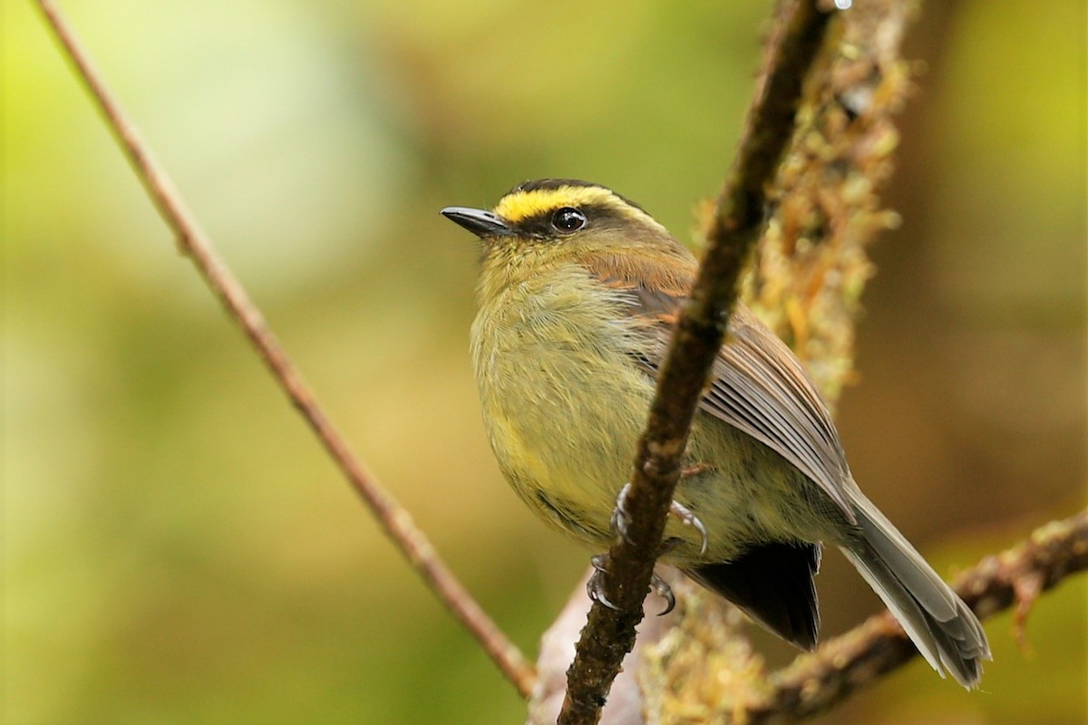 Yellow-bellied Chat-Tyrant - ML513547321