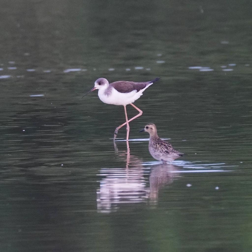 Black-winged Stilt - ML513548211