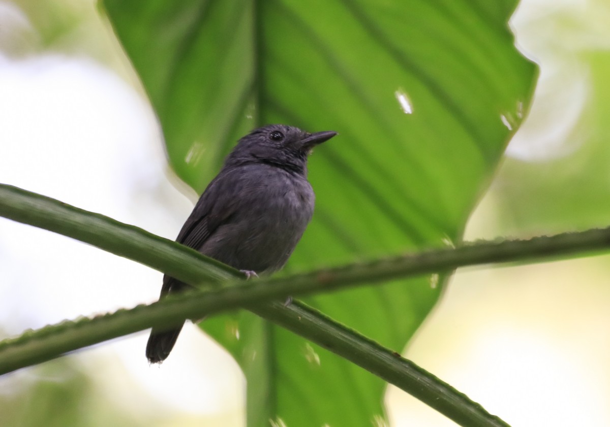 Bluish-slate Antshrike - Jose Luis Lescano Perez Pacheco