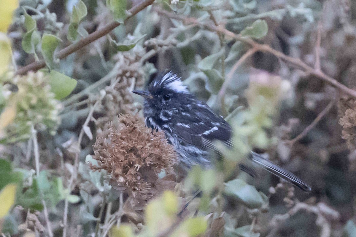 Pied-crested Tit-Tyrant - ML513550601