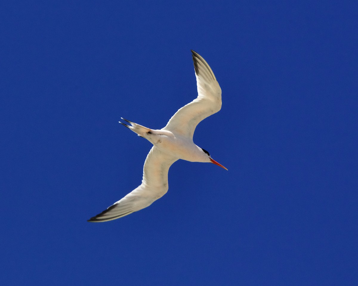 Elegant Tern - ML513551691