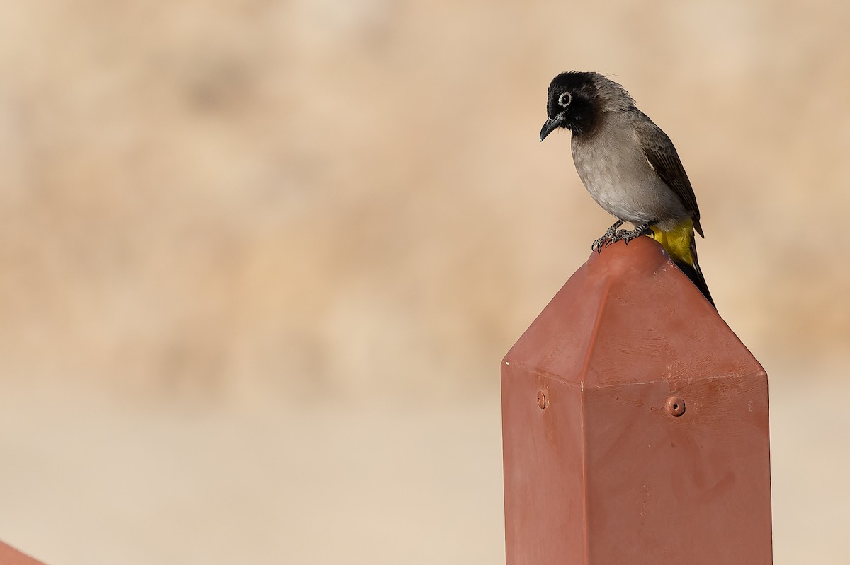 White-spectacled Bulbul - ML513553461