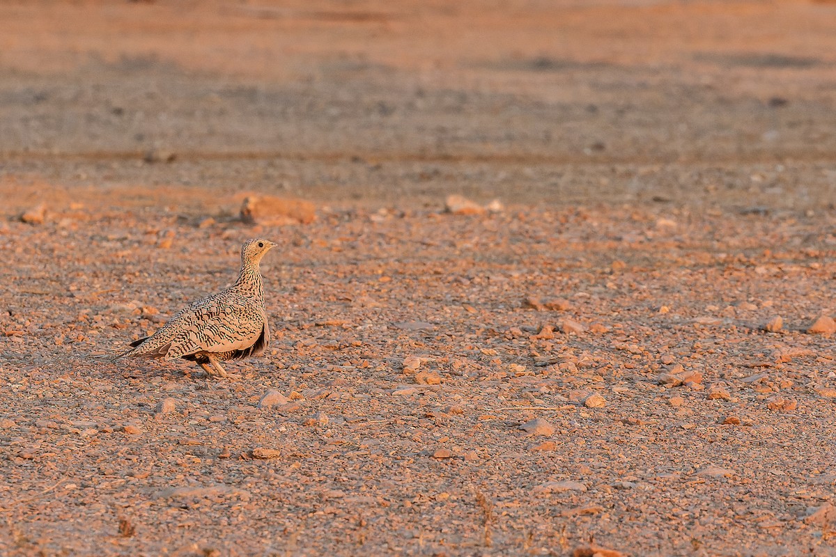 Chestnut-bellied Sandgrouse (Arabian) - ML513553901
