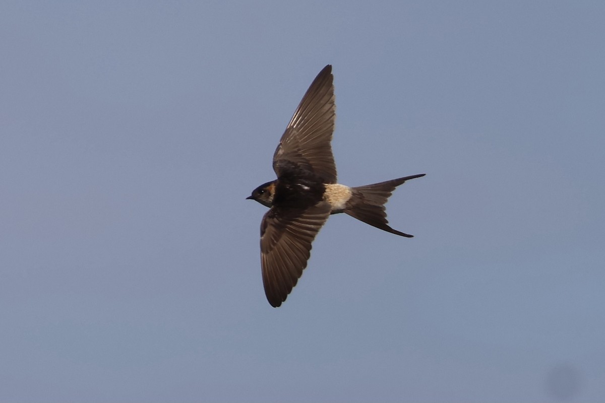 Red-rumped Swallow - MY HO