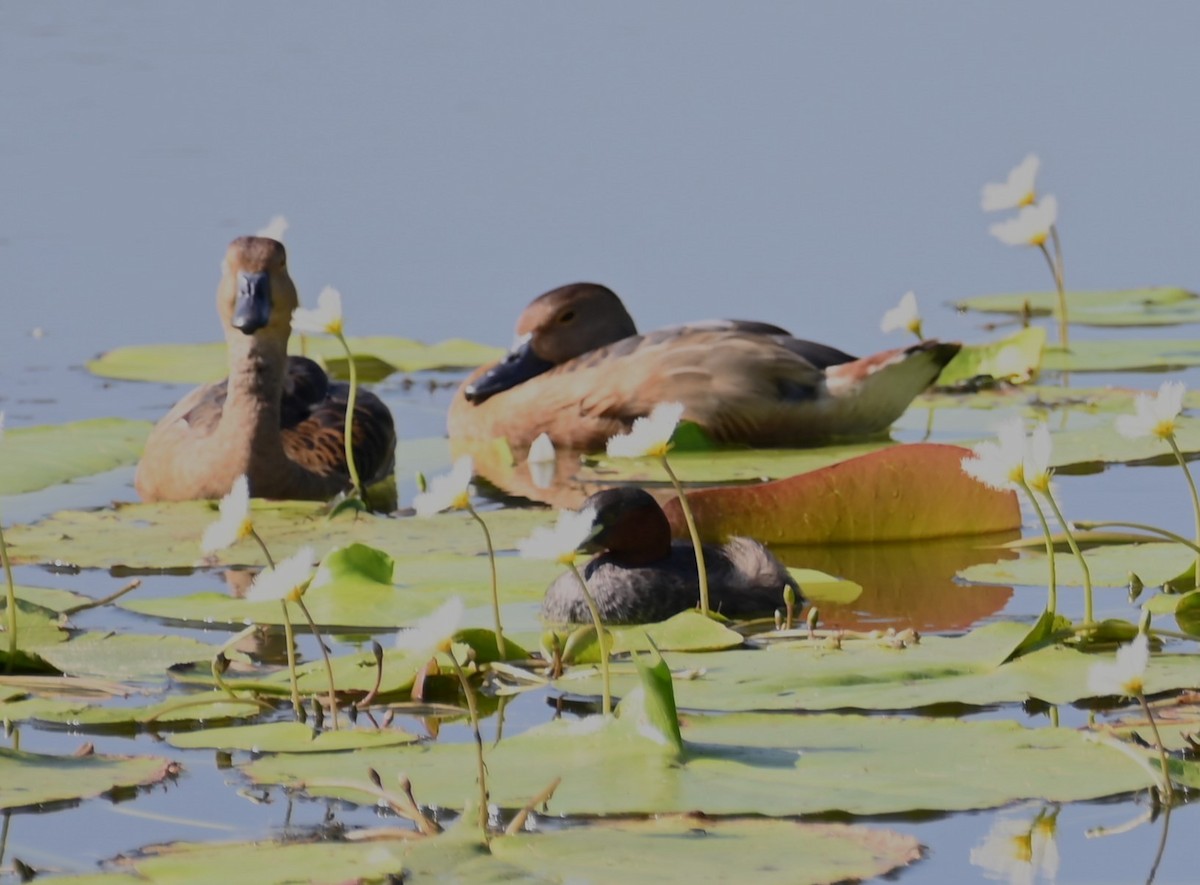 Dendrocygne siffleur - ML513554161