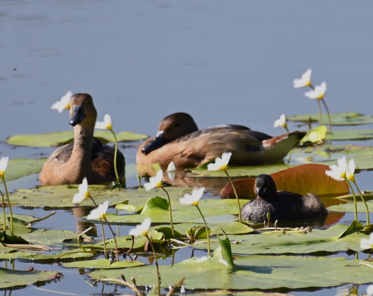 Dendrocygne siffleur - ML513554171