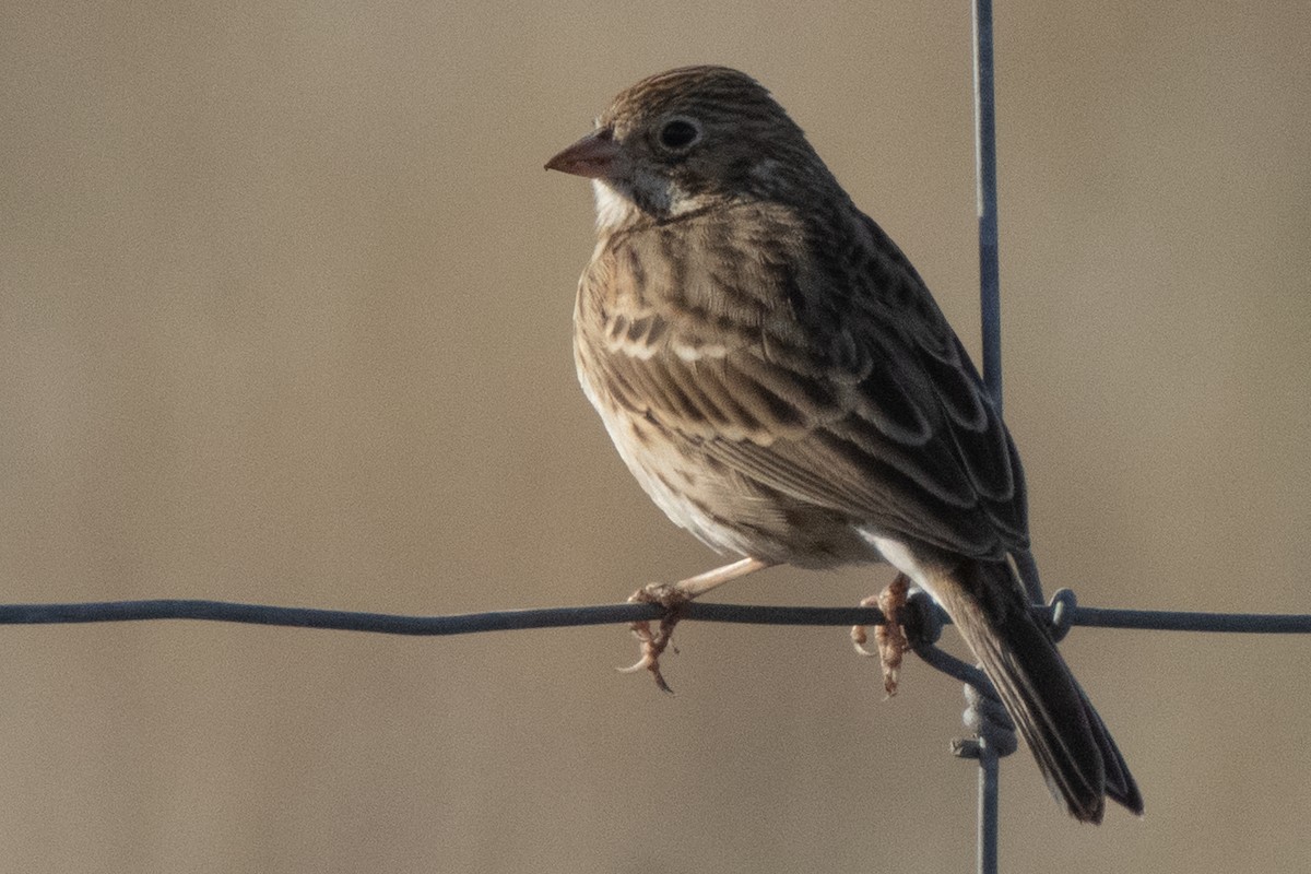 Vesper Sparrow - Dale Bargmann