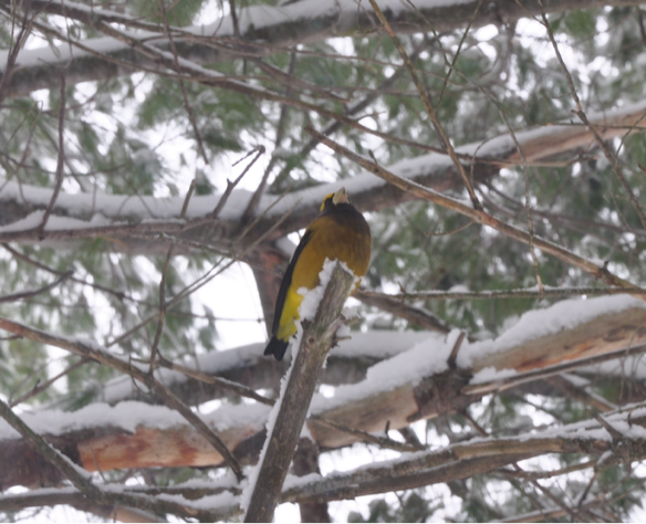 Evening Grosbeak - ML513556441