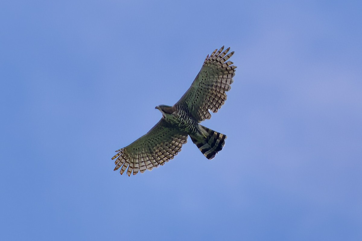 Ornate Hawk-Eagle - Soham Mehta