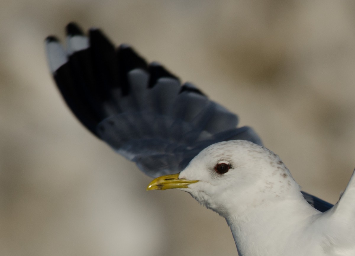 racek bouřní (ssp. canus) - ML51355771