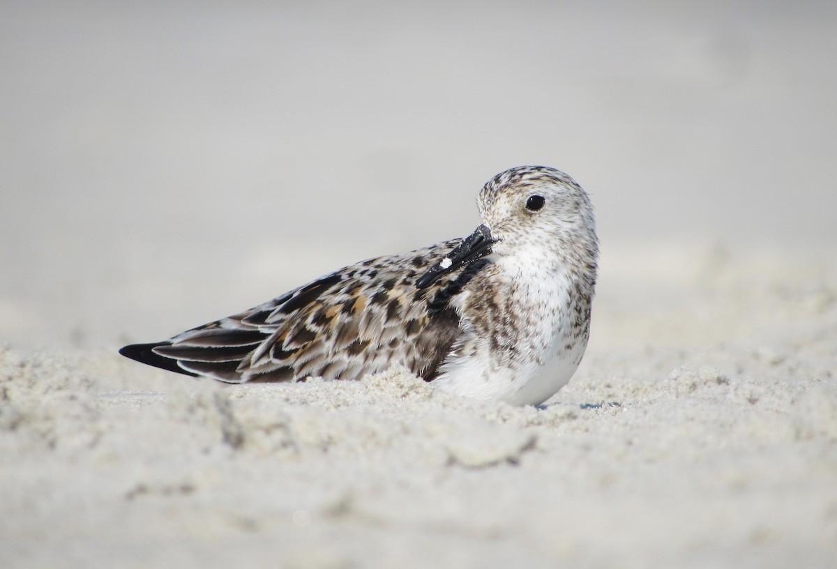 Bécasseau sanderling - ML51355791