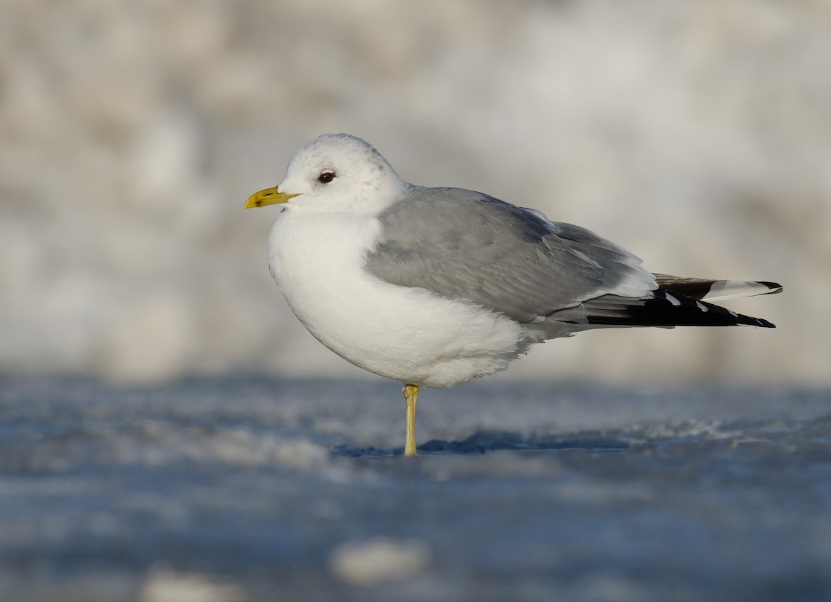 Common Gull (European) - ML51355861