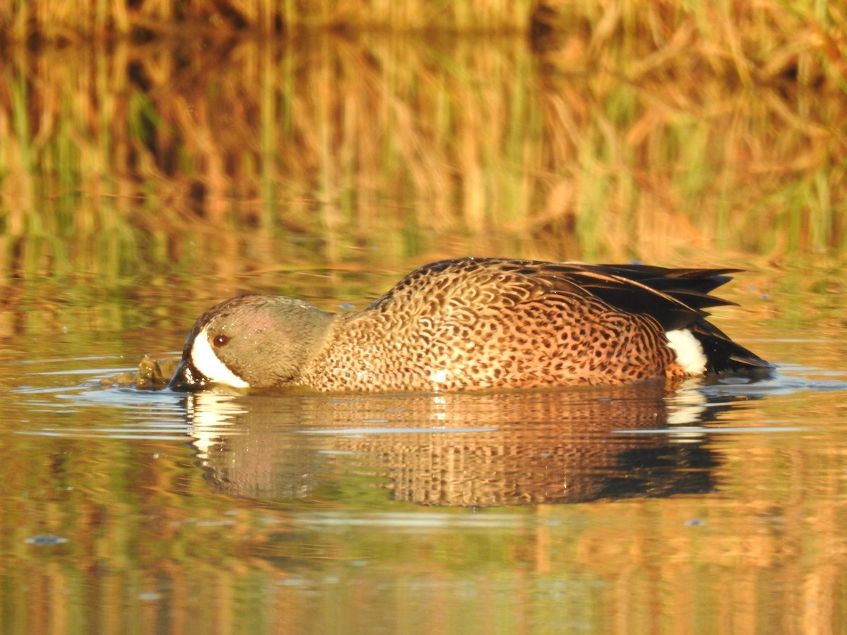 Blue-winged Teal - ML513558641