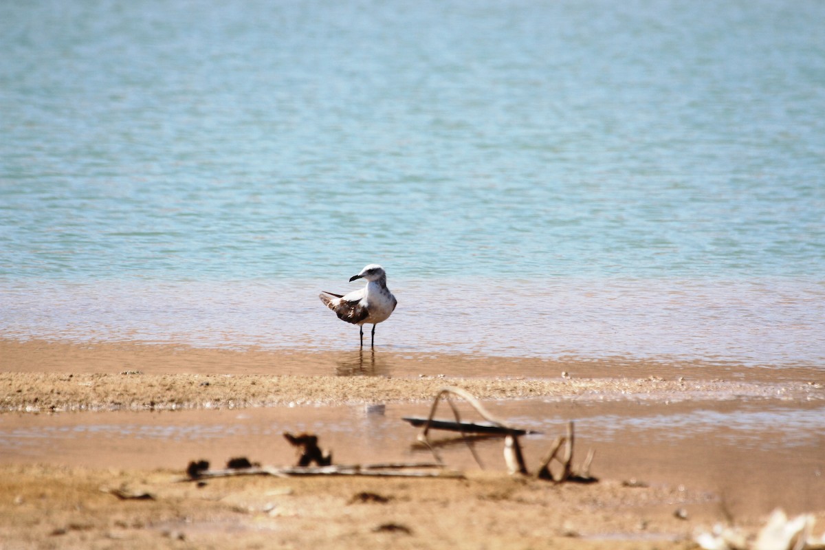 Gaviota de Audouin - ML513558721