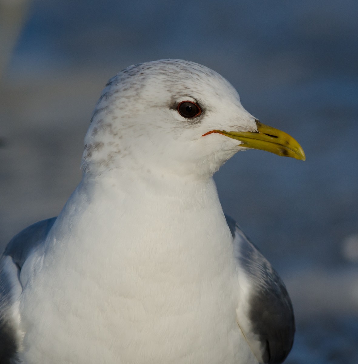 Common Gull (European) - ML51355881