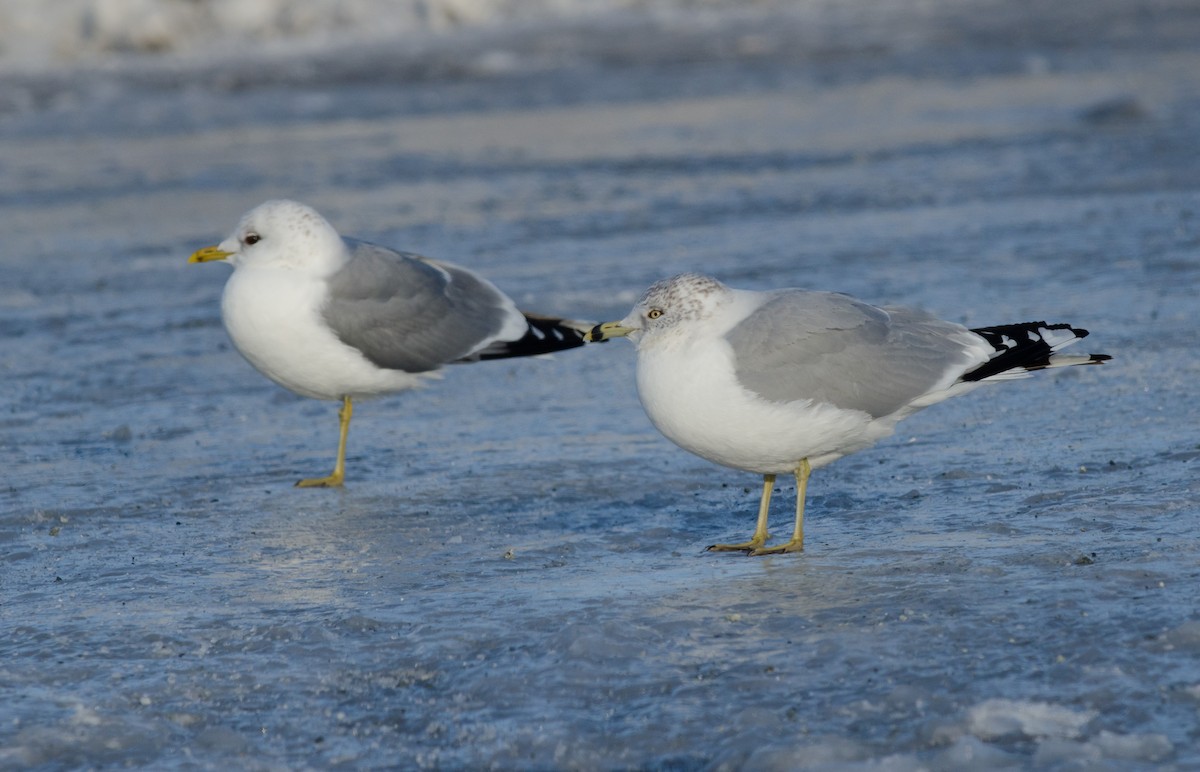 Common Gull (European) - Alix d'Entremont