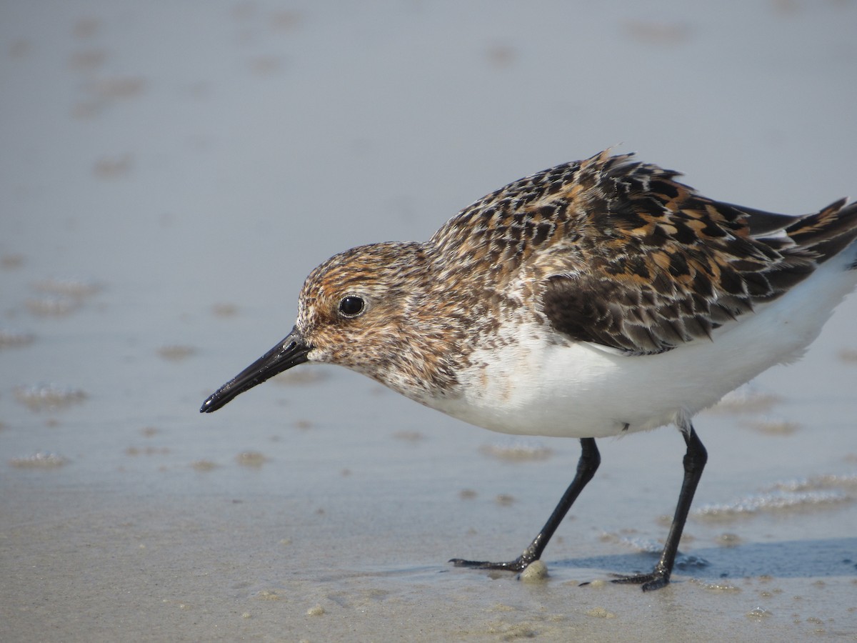 Bécasseau sanderling - ML51355921