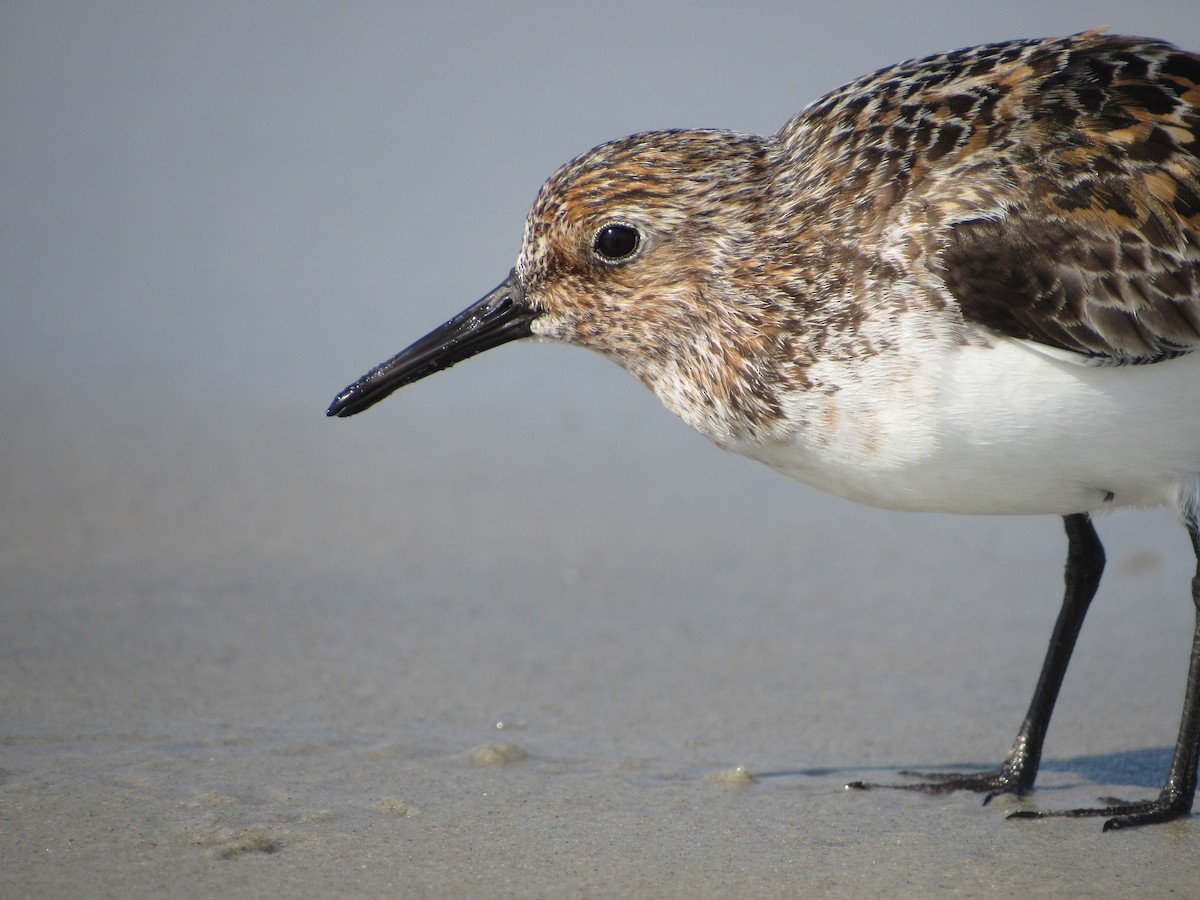 Bécasseau sanderling - ML51355931