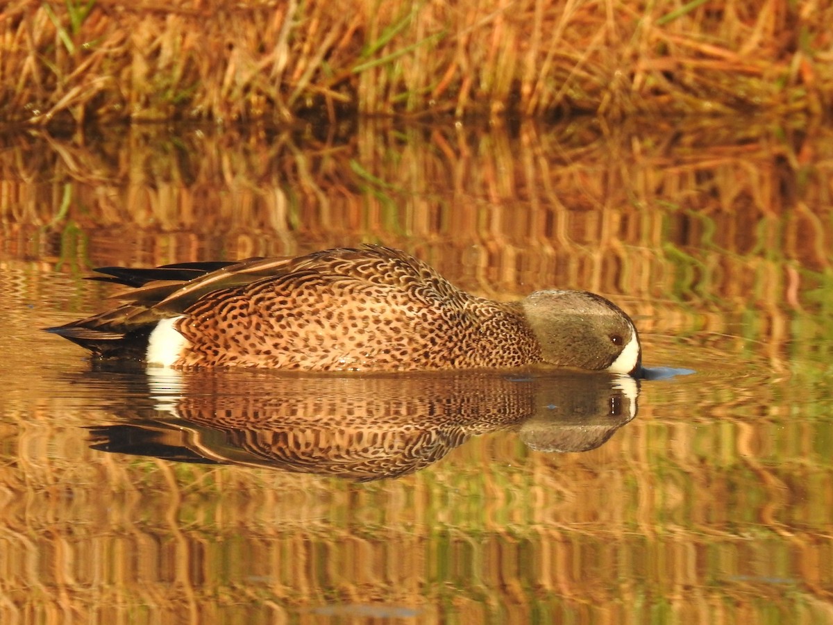 Blue-winged Teal - ML513559421