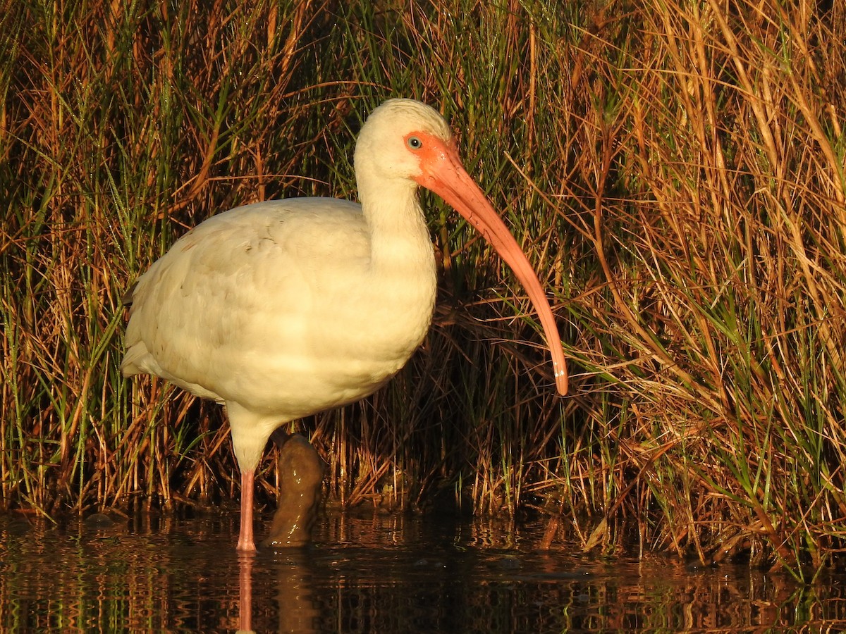 Ibis blanc - ML513559601