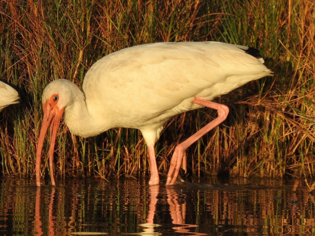 ibis bílý - ML513560011