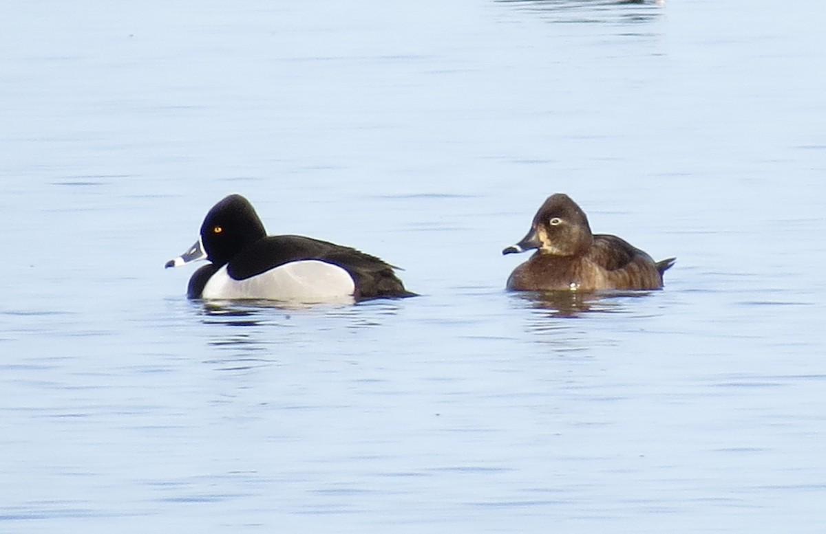 Ring-necked Duck - ML513560341