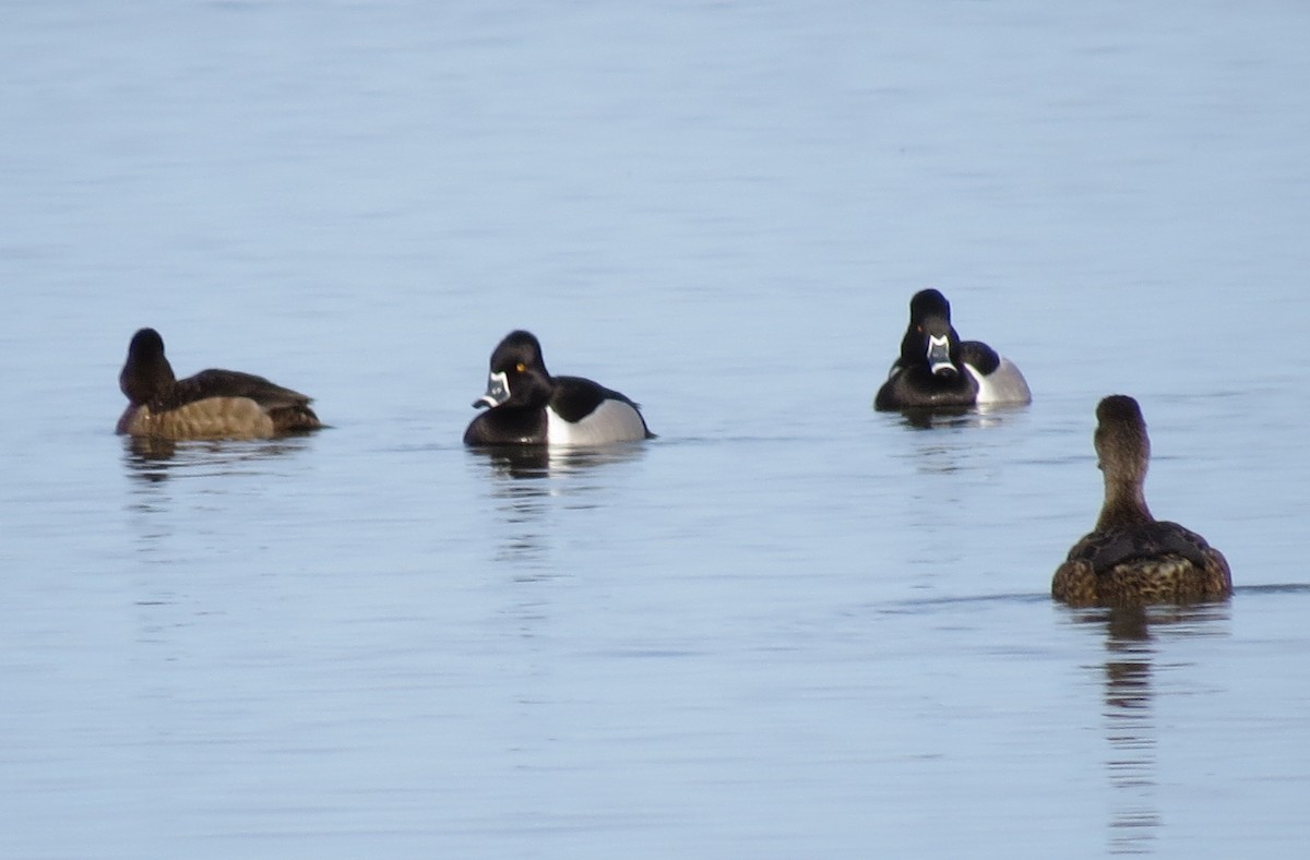 Ring-necked Duck - ML513560351